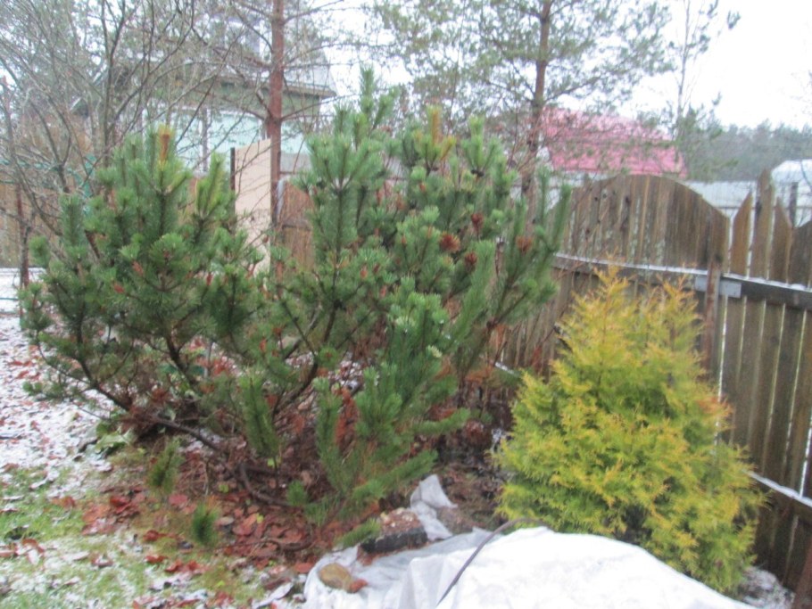 Сосна Горная и Барбарис