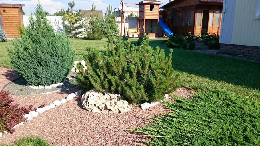 Сосна Пумилио Горная миксбордер