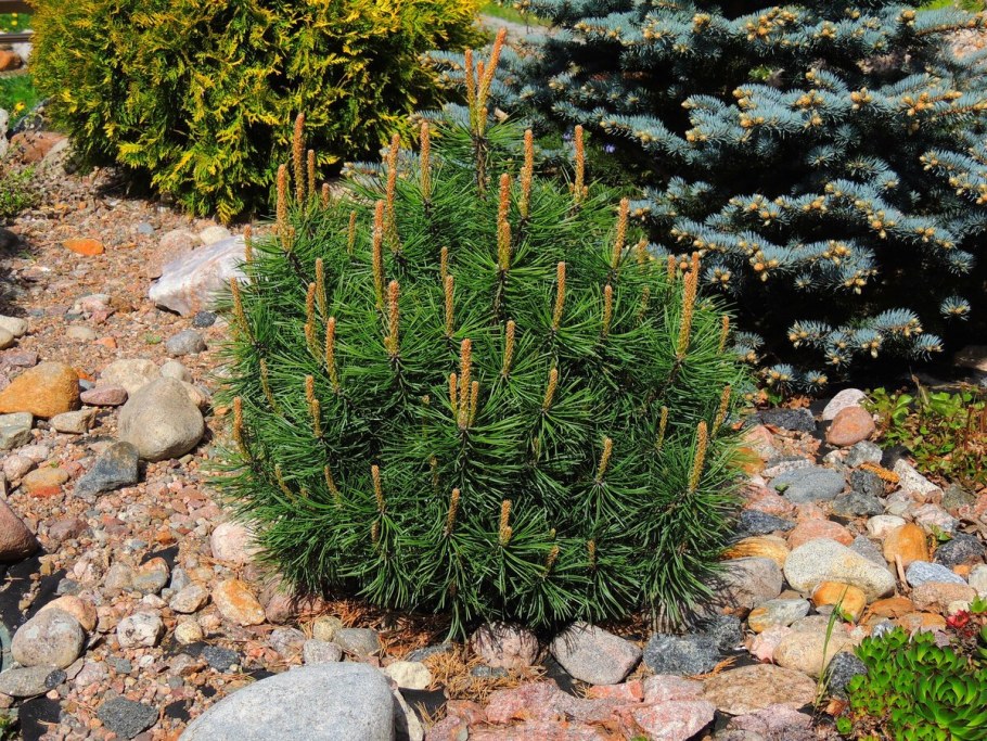 Сосна Горная Мугус