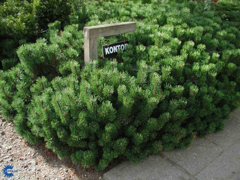 Сосна Горная ф. Пумилио