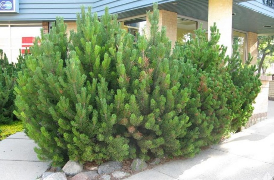 Сосна Горная мугамугус