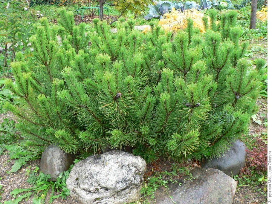 Сосна Горная Мугус в ландшафтном