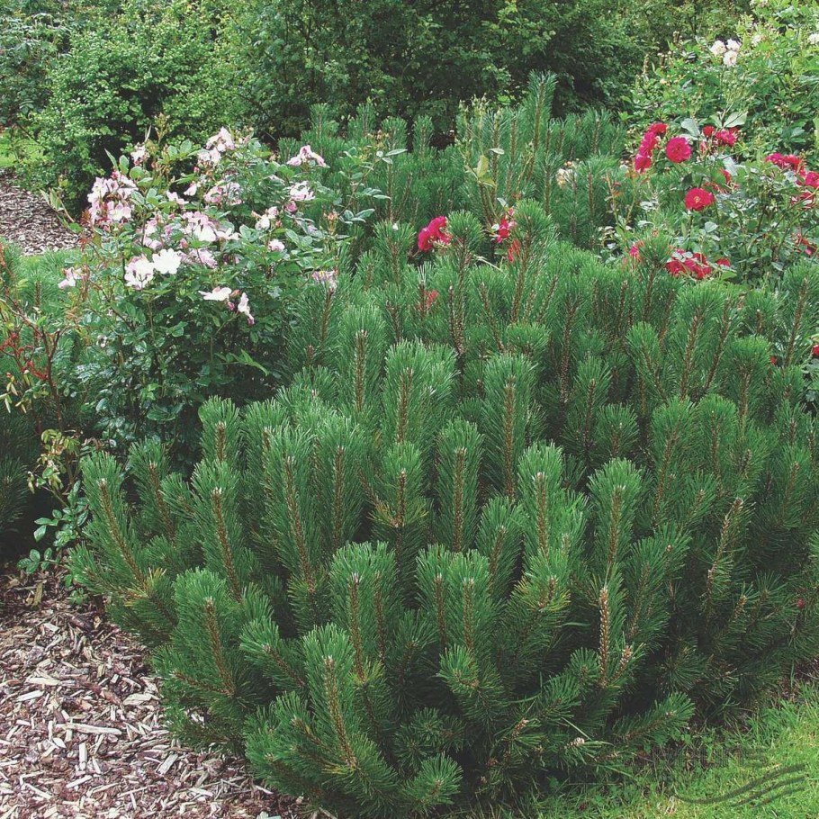 Сосна Пинус Мугус Горная