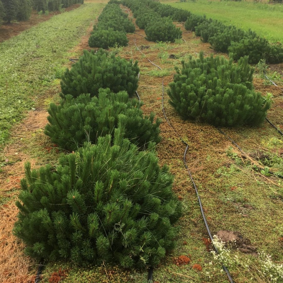 Сосна Горная Мугус