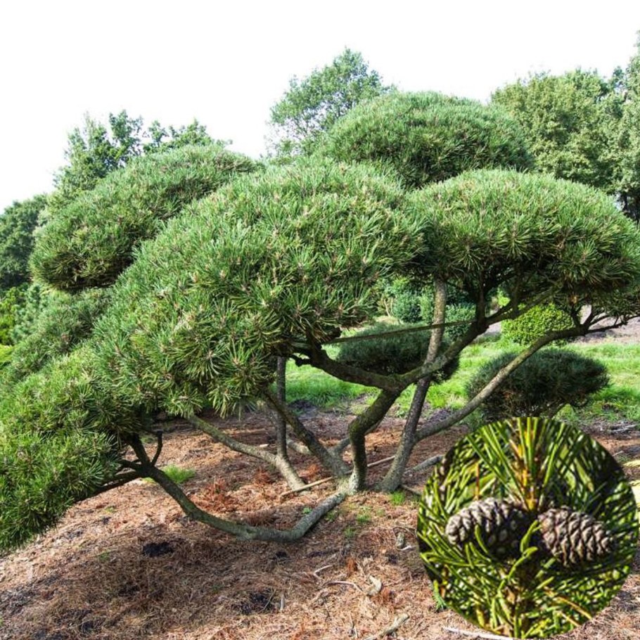 Лиственница японская ниваки