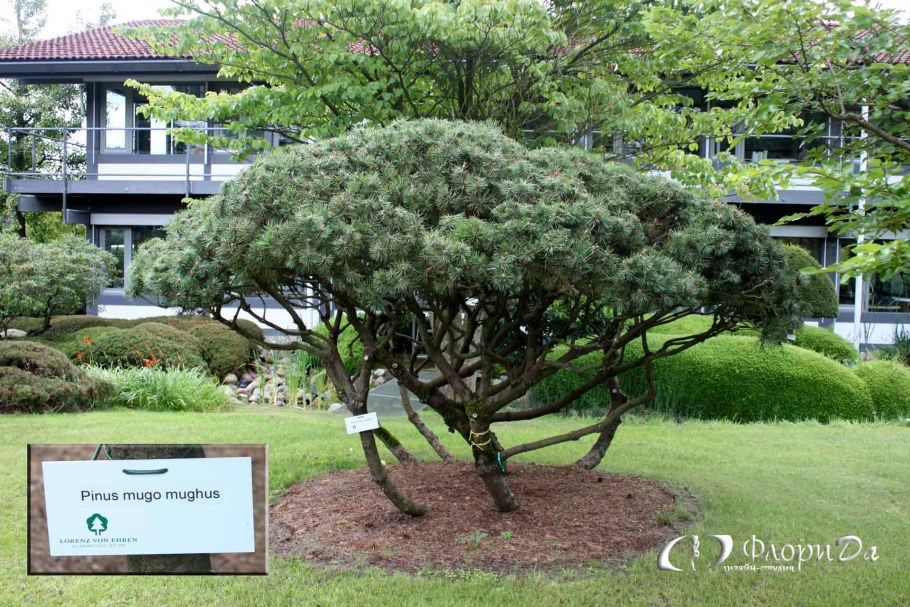 Сосна Горная Мугус ниыаки