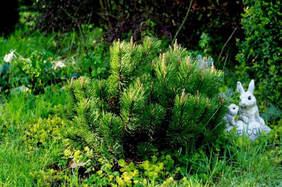 Хвойные сосна Горная Пумилио