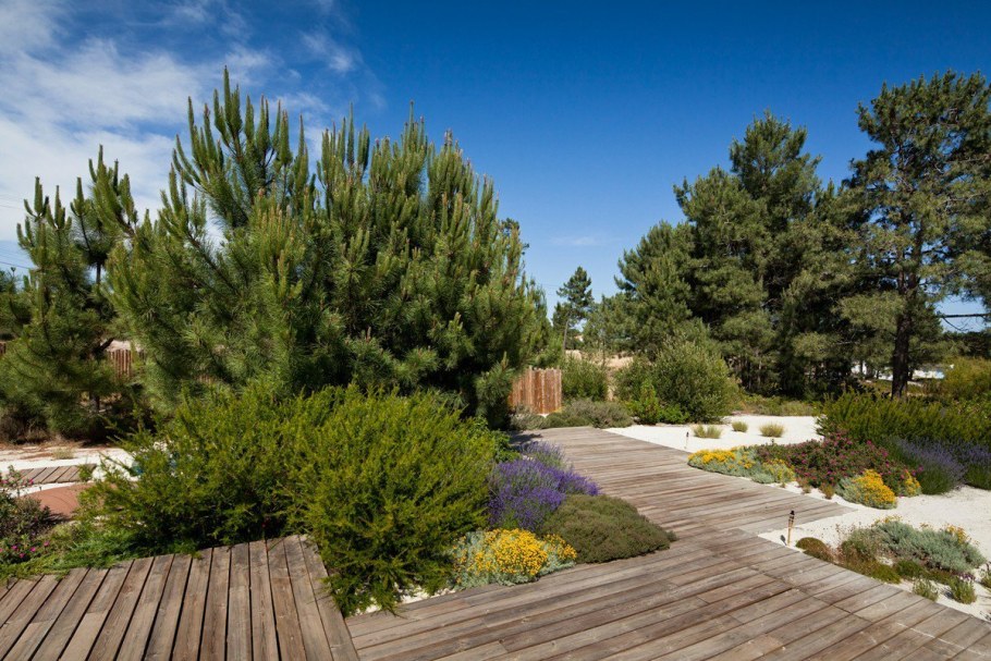 Сосна Кедровая изгородь