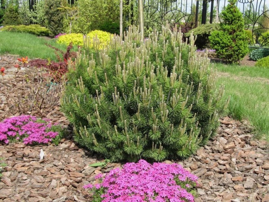 Сосна Горная Мопс