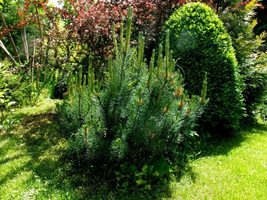 Сосна Пумилио Горная миксбордер