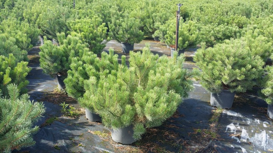 Сосна Горная Мугус