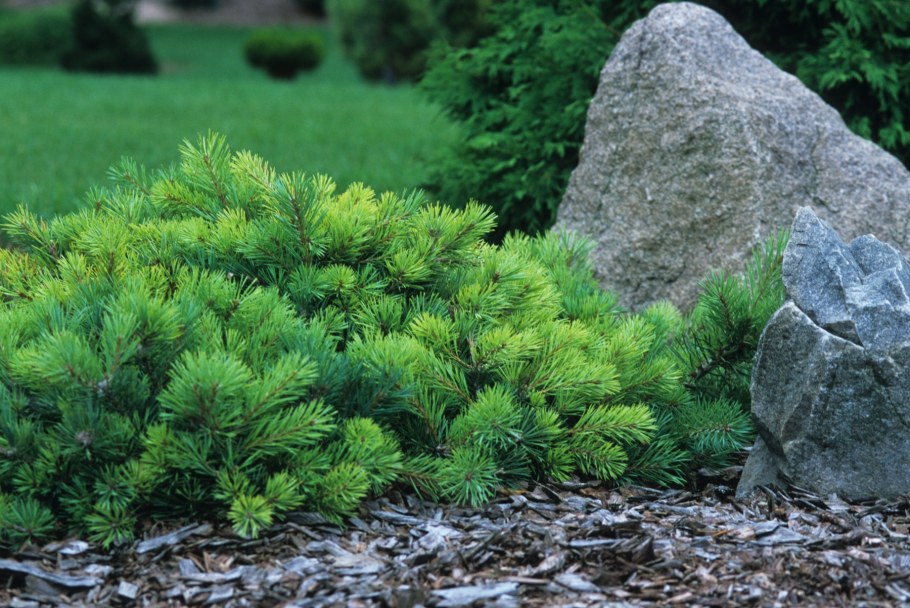 Сосна обыкновенная Репенс