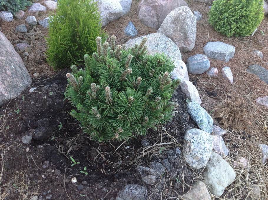 Сосна Горная Мисти