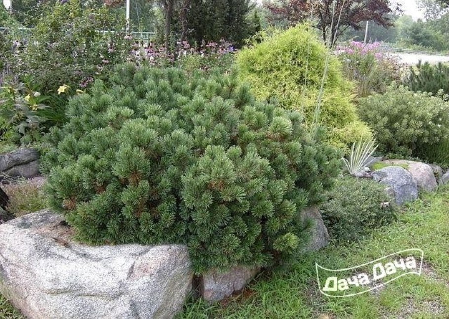 Сосна Горная Пумилио