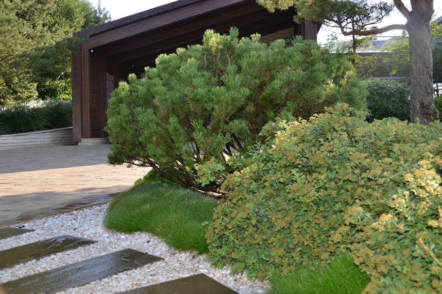 Сосна Ватерери в ландшафте