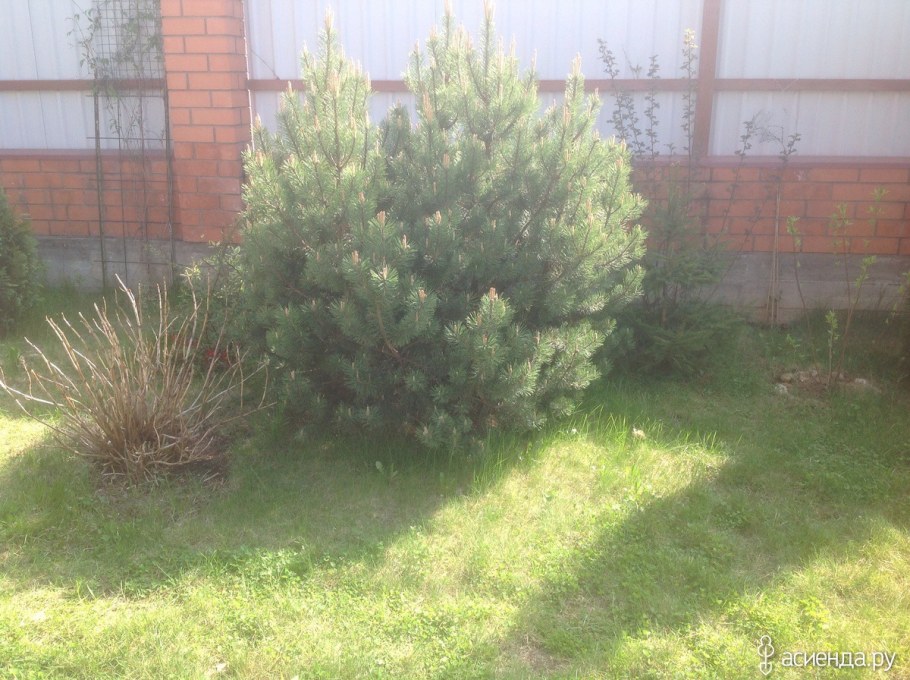 Сосна Горная Мугус в ландшафтном