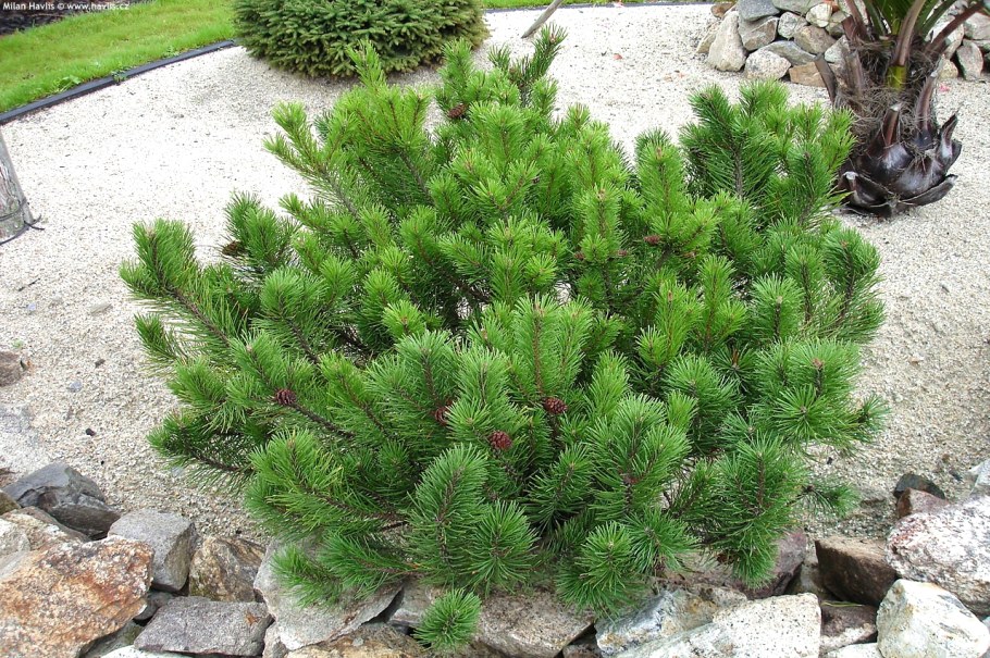 Пинус Муго Пумилио