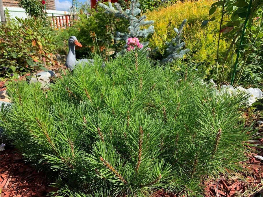 Сосна Горная Мугус