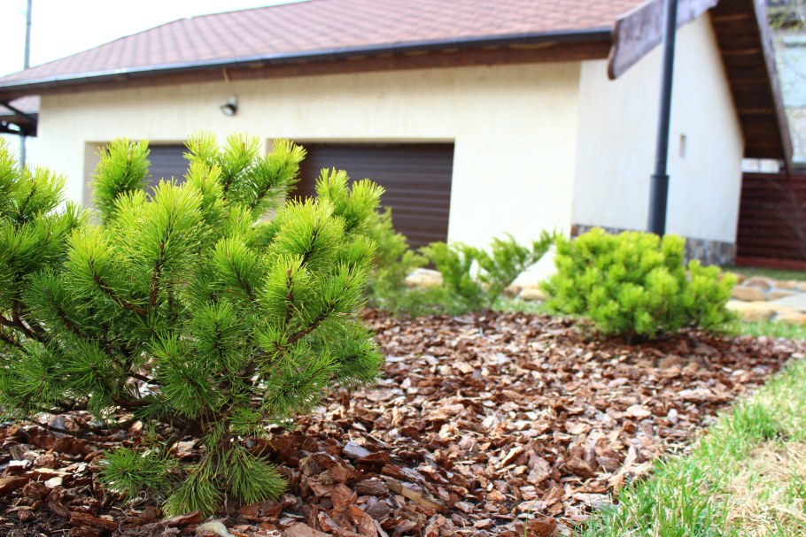 Сосна Горная Мугус стрижка