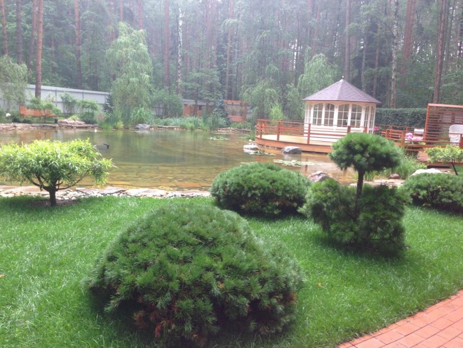 Сосна Горная Мугус в ландшафте