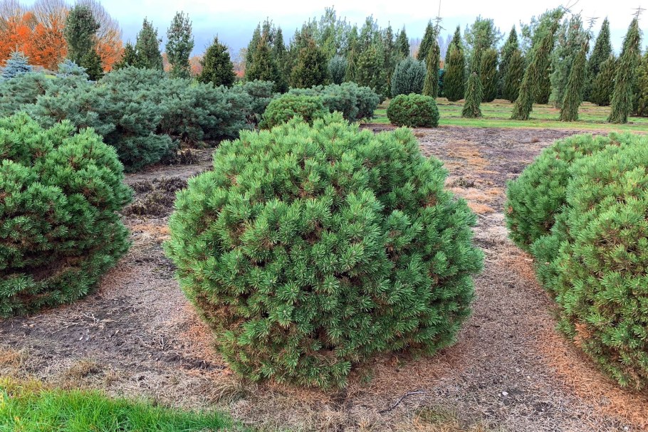 Сосна Горная mughus