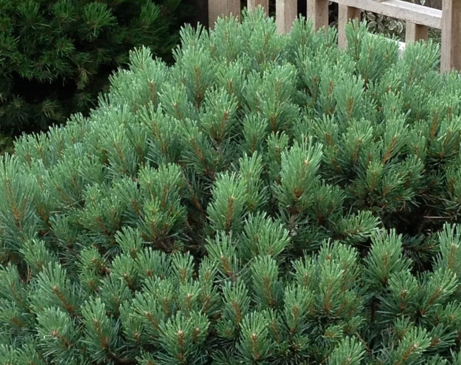 Сосна Горная Мугус