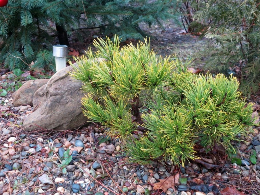 Сосна Горная pumilio Пумилио