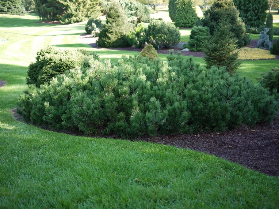 Сома норная Пумилио в ландшафте