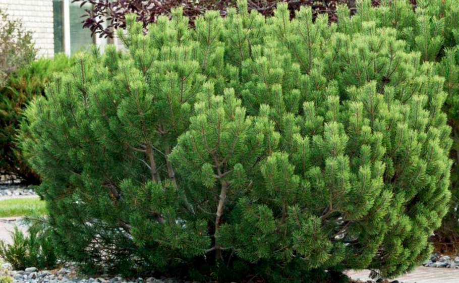 Сосна Горная Pinus mugo subsp mugo