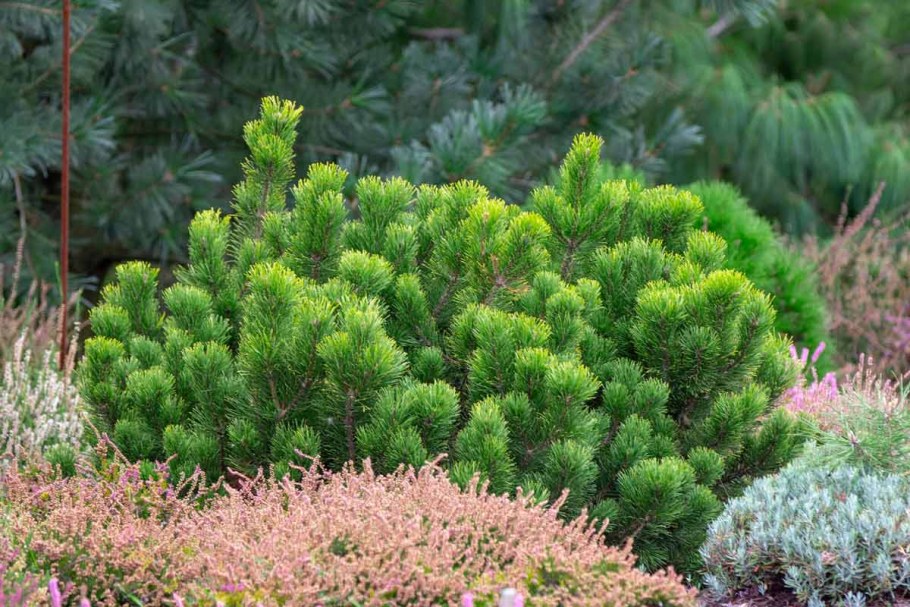 Сосна Горная Varella