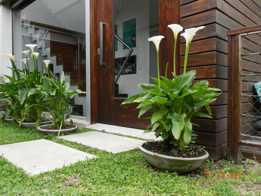 Каллы в саду