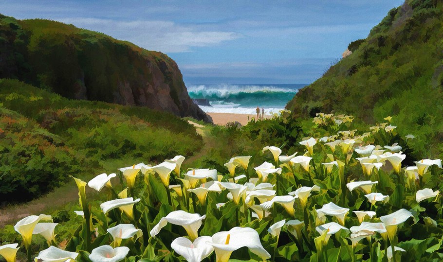 Цветы каллы в калифорнийской долине Calla Lily Valley