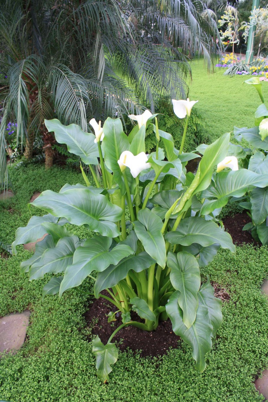 Калла Перфейт