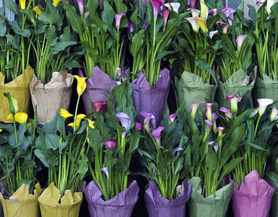 Каллы на клумбе в саду