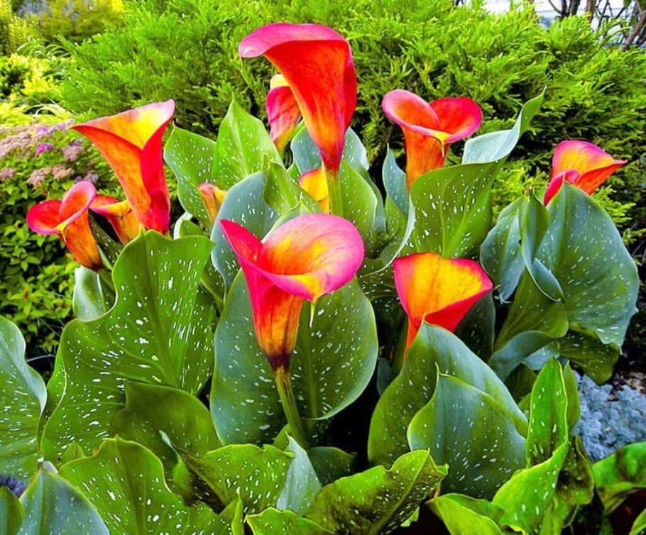 Калла оранж Каунти