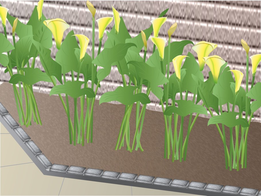 Каллы на грядке