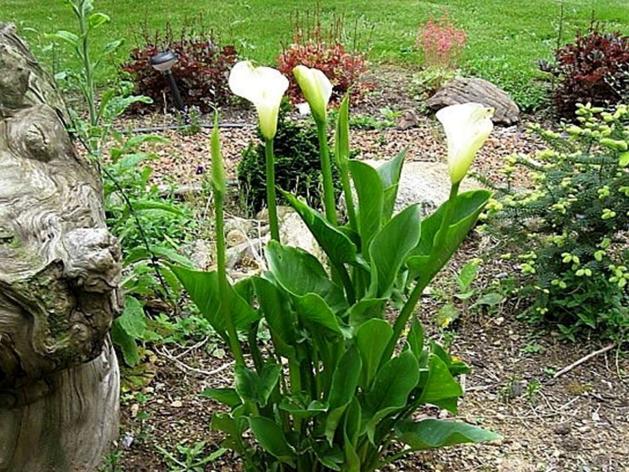 Белокрыльник в саду