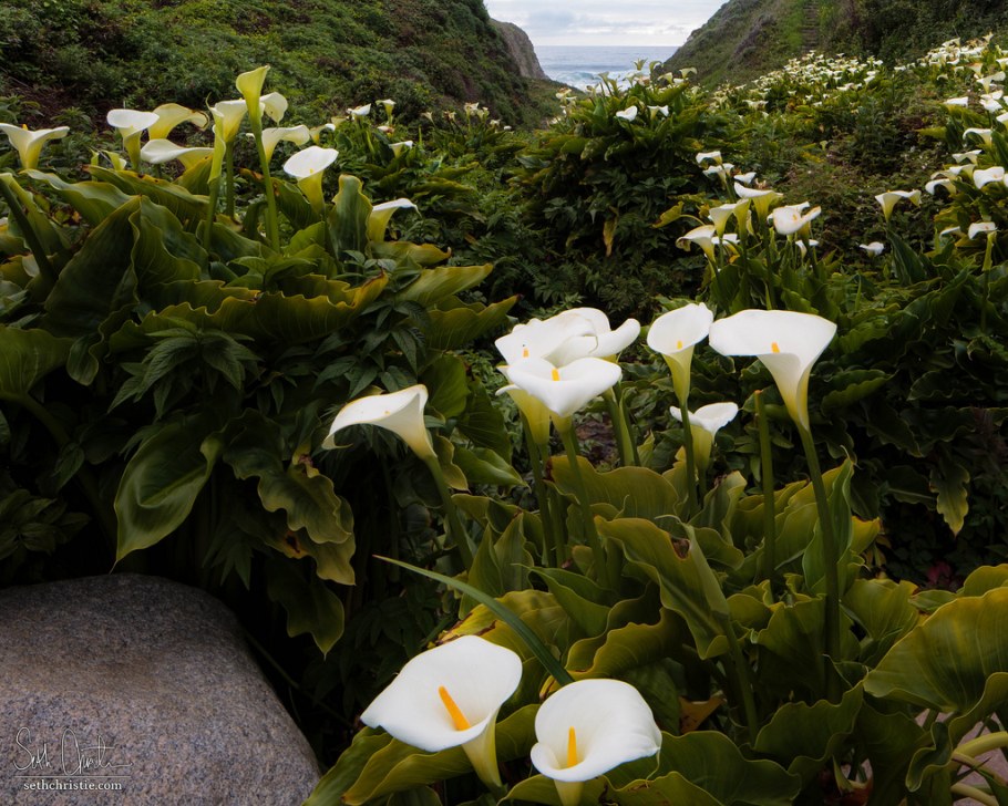 Цветы каллы в калифорнийской долине Calla Lily Valley