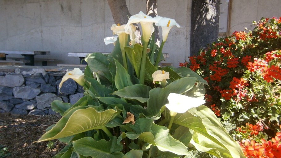 Цветы садовые Канны, каллы