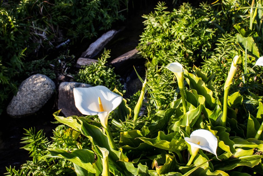 Дикие каллы в Калифорнии