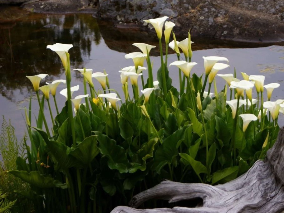 Калла белокрыльник болотный