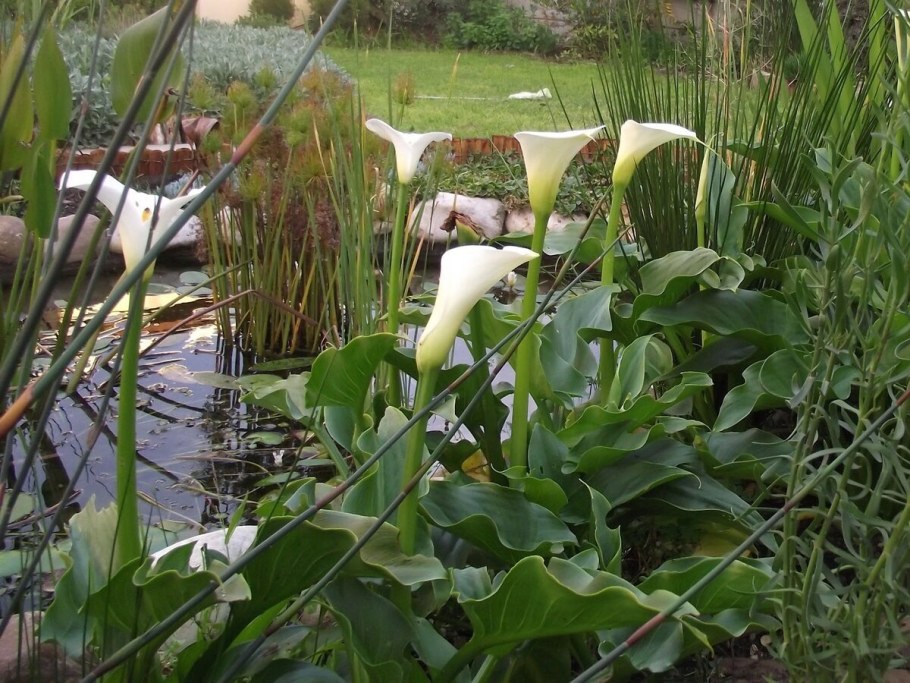 Калла эфиопская (белокрыльник)