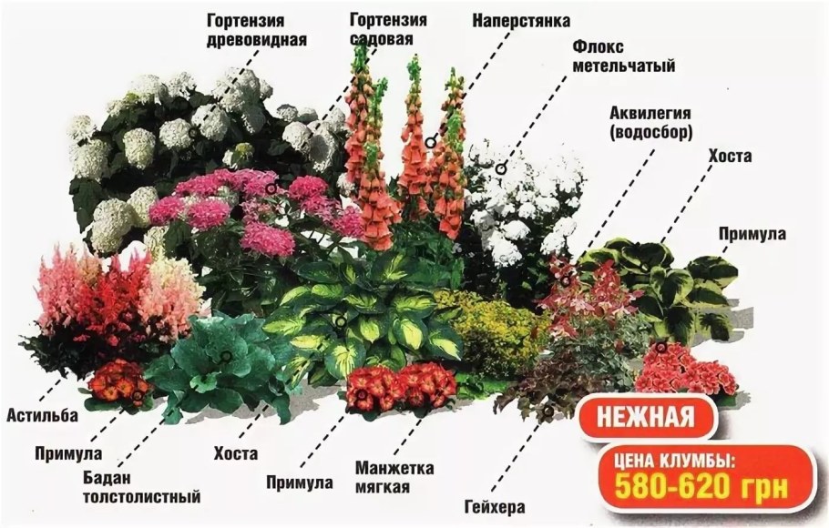 Схема клумбы с гортензией метельчатой