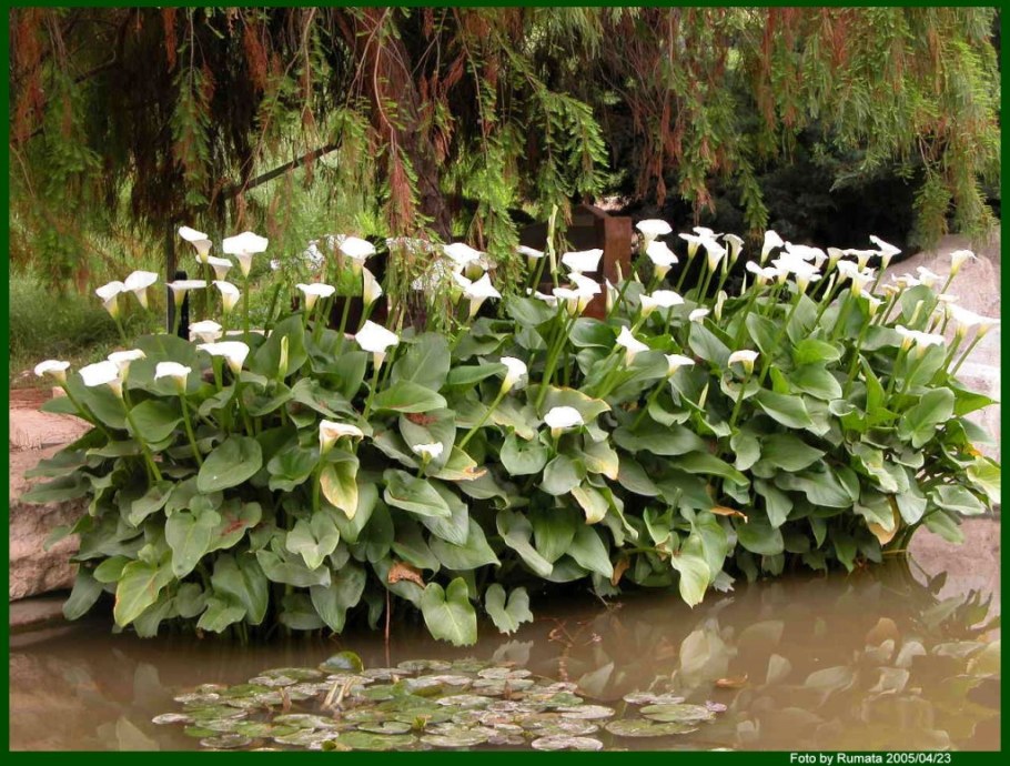 Спатифиллум в природе