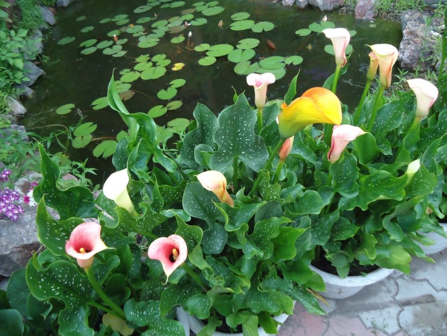 Каллы в дизайне сада