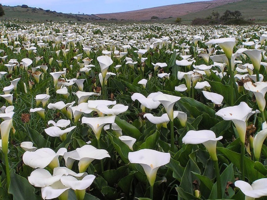 Долина каллов в Калифорнии