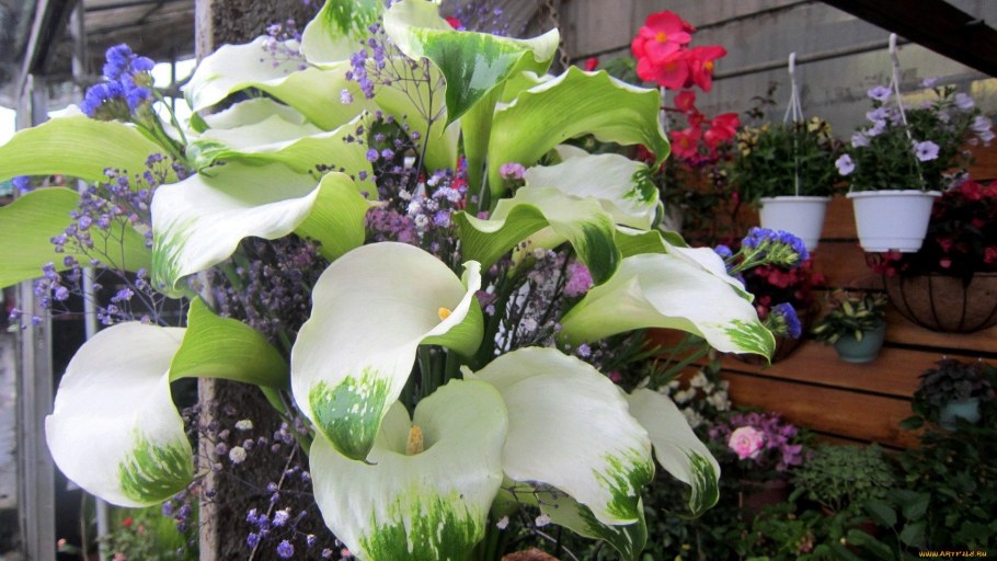 Каллы на даче