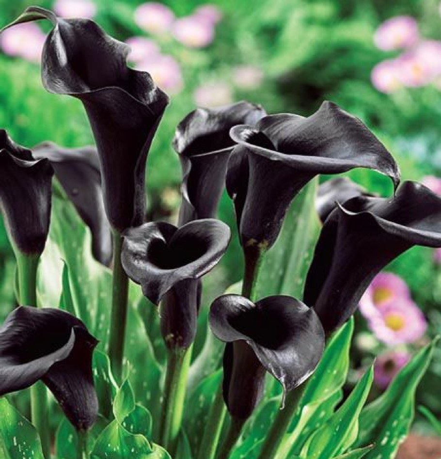 Zantedeschia Odessa Калла