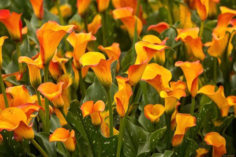 Калла оранж Каунти