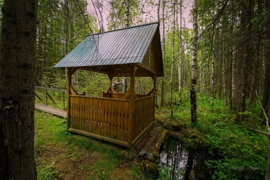 Родник в лесу